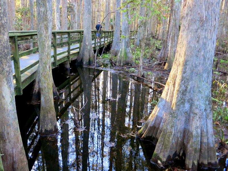 Highlands Hammock State Park