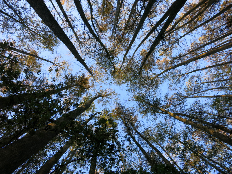 Highlands Hammock State Parl