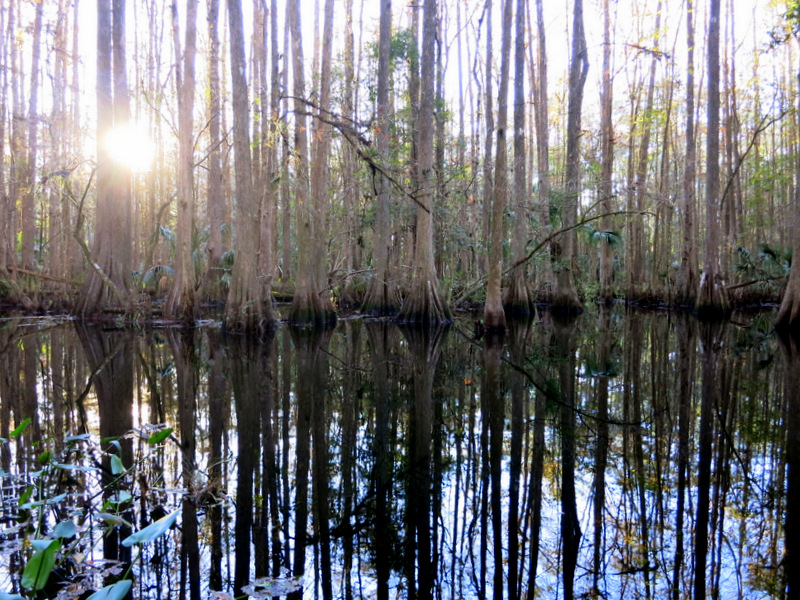 Highland Hammocks State Park