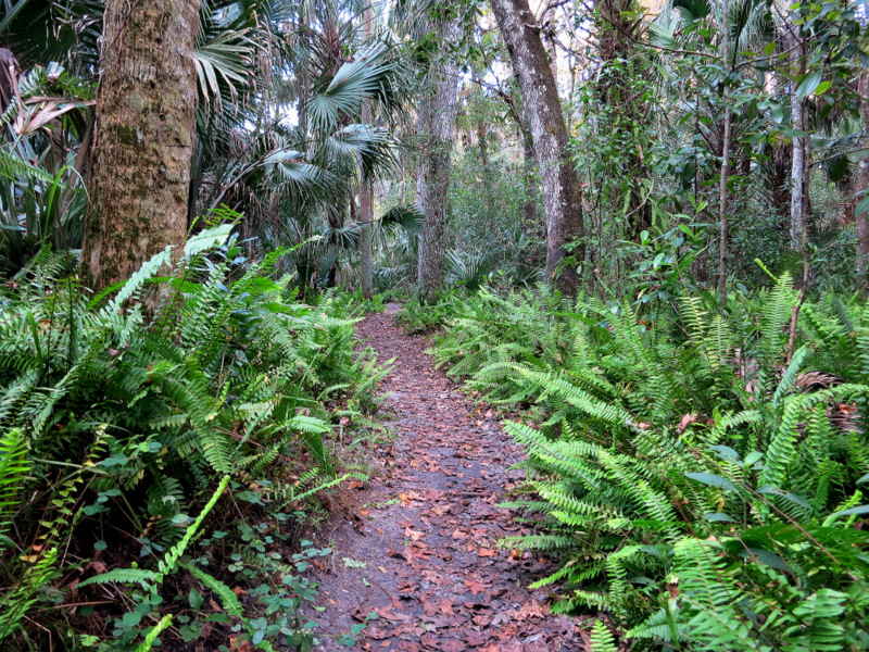 Highlands Hammock State Park