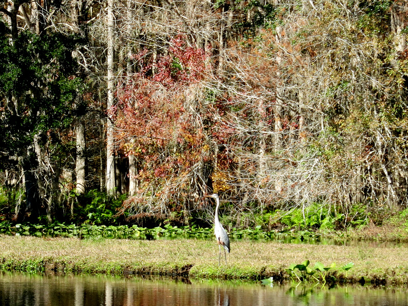 Airboat Adventure