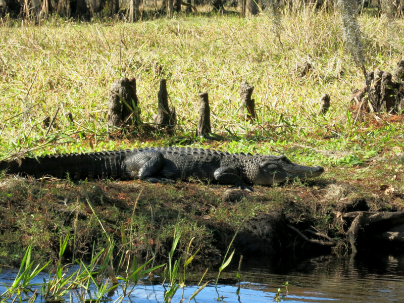 Airboat Adventure