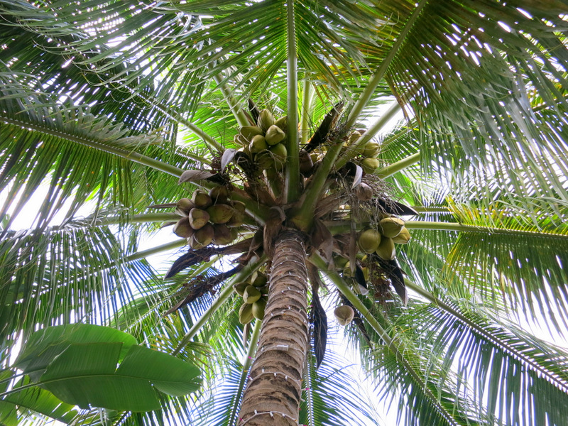 Big Pine Key