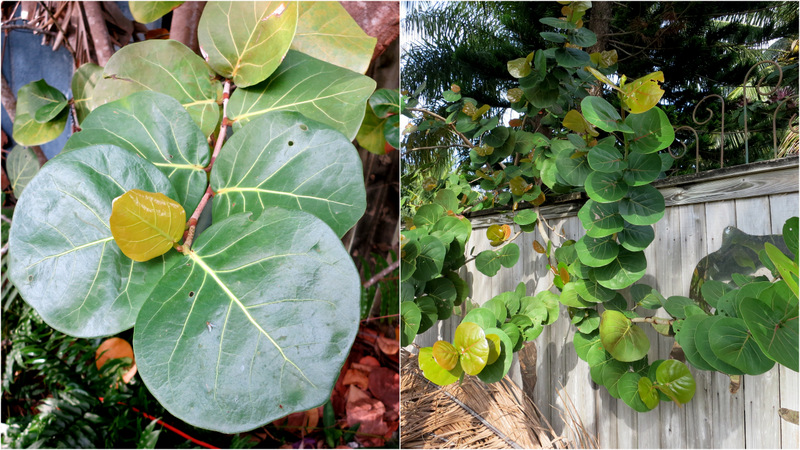 Tropical Garden Tour