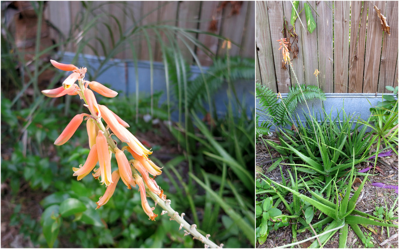 Tropical Garden Tour