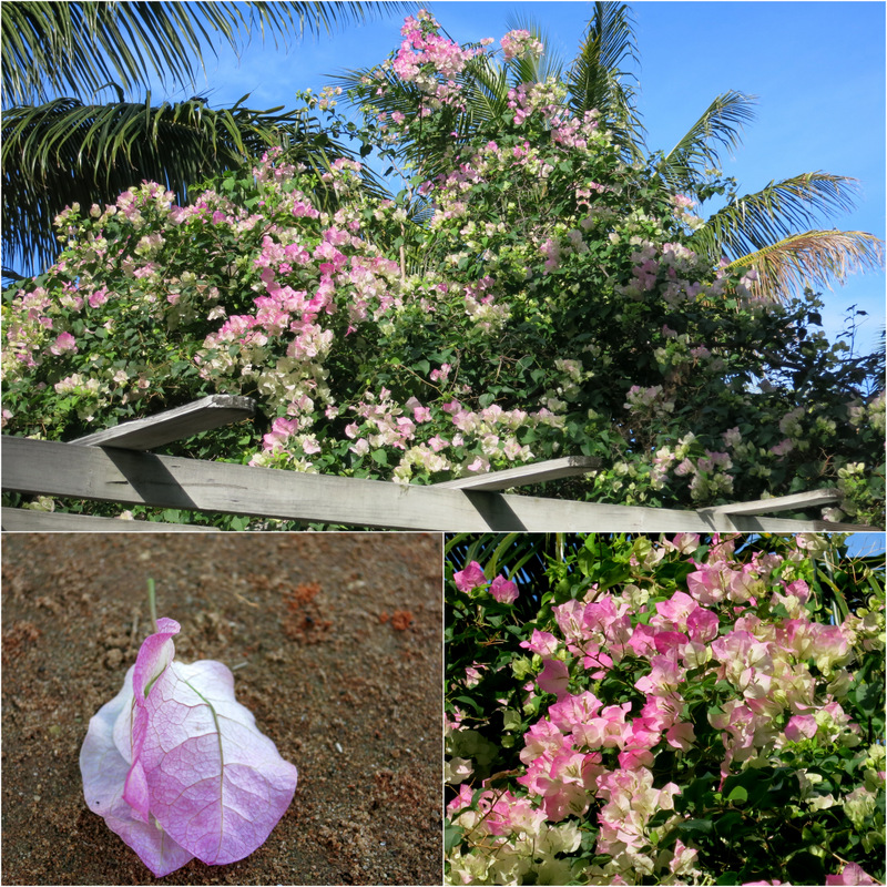 Tropical Garden Tour