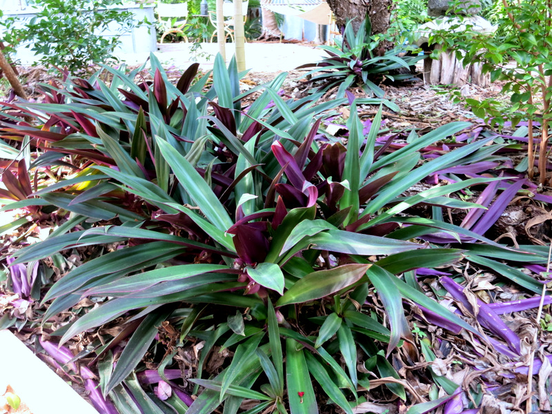 Tropical Garden Tour