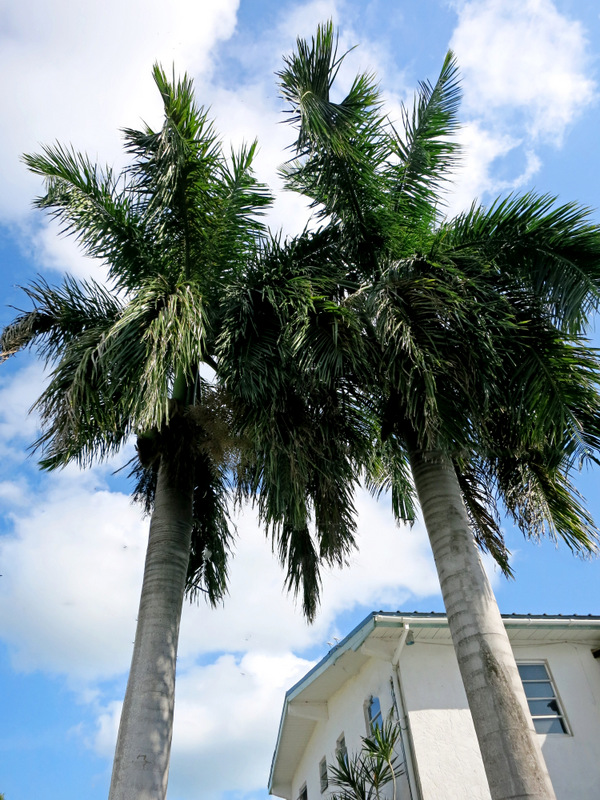 Tropical Garden Tour