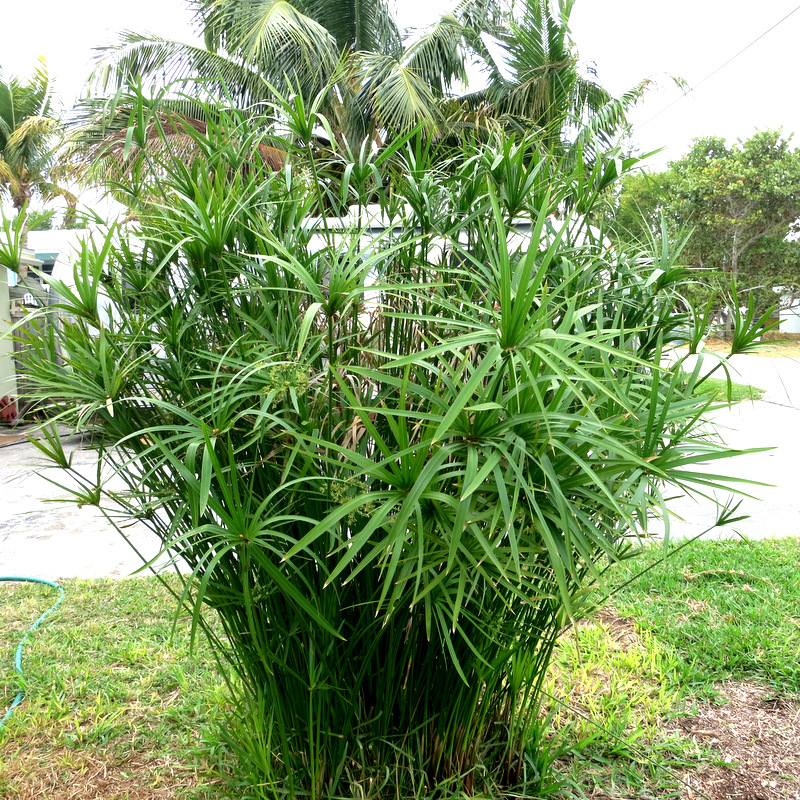 Tropical Garden Tour