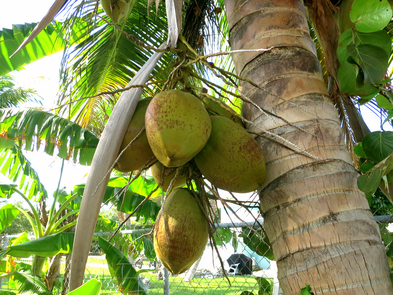 Homemade Coconut Milk