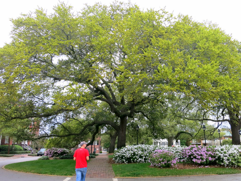 Historic Savannah