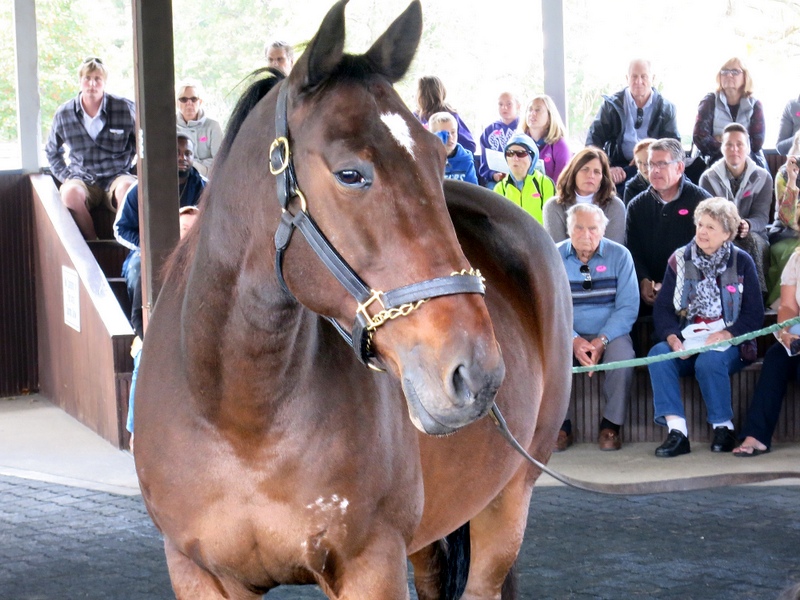 Kentucky Horse Park