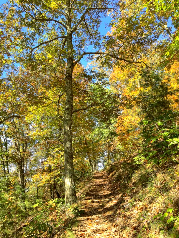 Daniel Boone National Forest