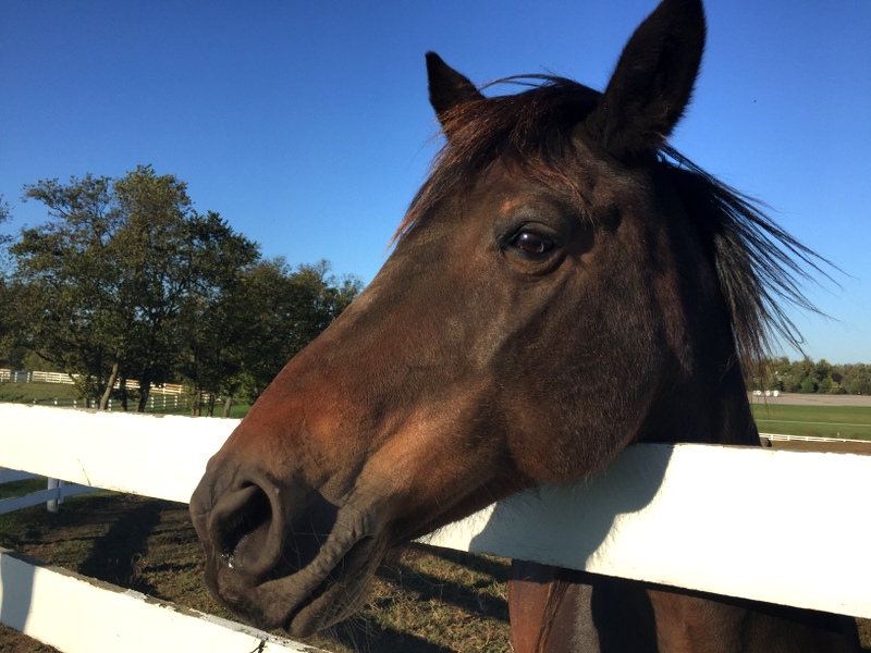 Kentucky Horse Park