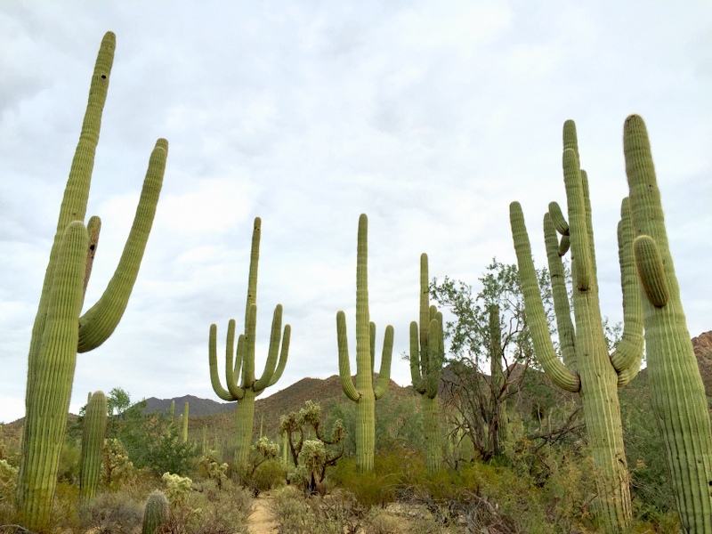 Saguaro National Park