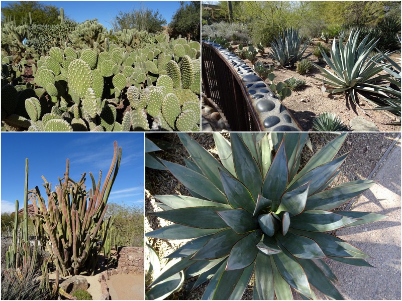 Desert Botanical Garden 