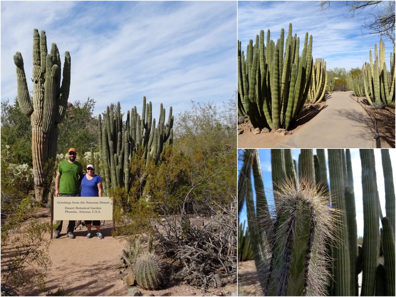 Desert Botanical Garden