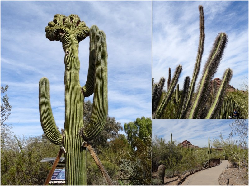 Desert Botanical Gardens