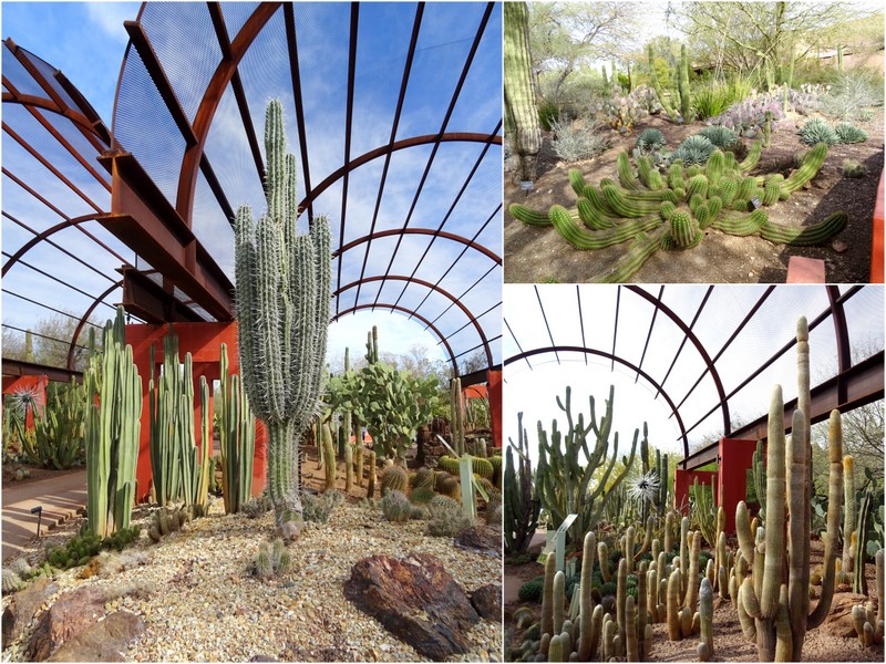 Desert Botanical Garden