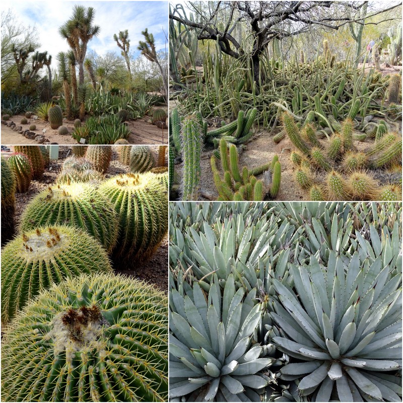 Desert Botanical Garden