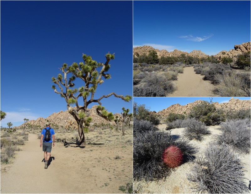 Joshua Tree Boondocking