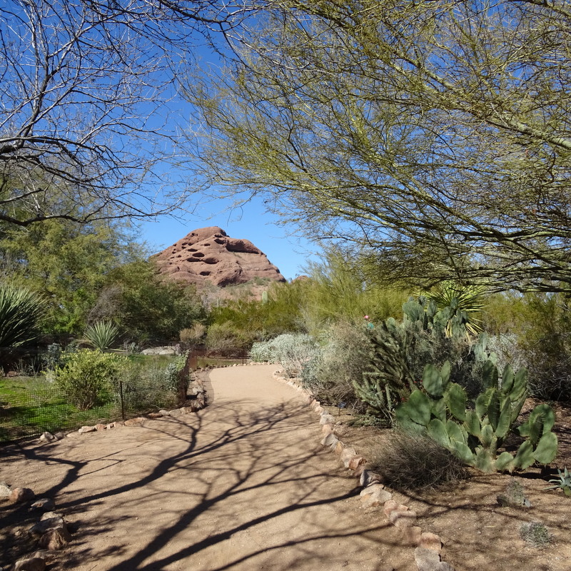 Desert Botanical Garden