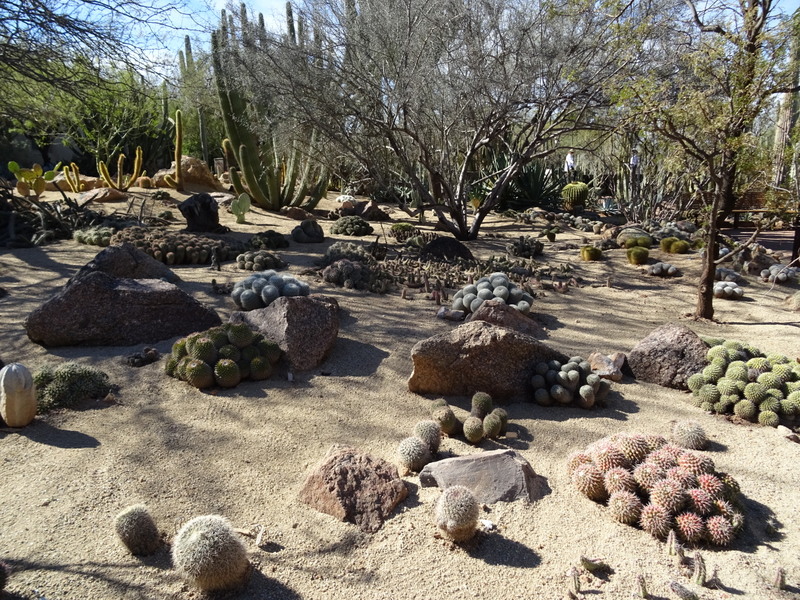 Desert Botanical Garden