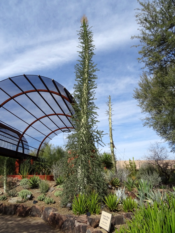 Desert Botanical Gardens