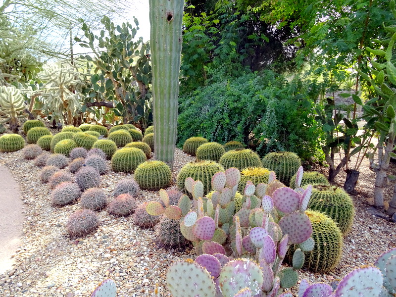 Desert Botanical Gardens