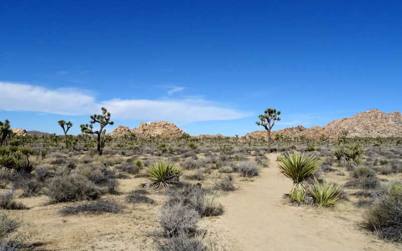 Joshua Tree Boondocking