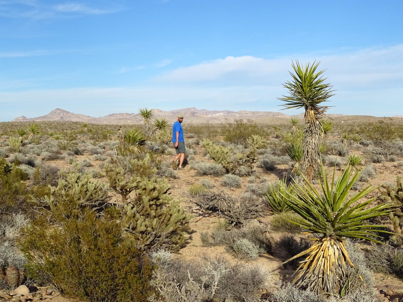 Mojave National Preserve 