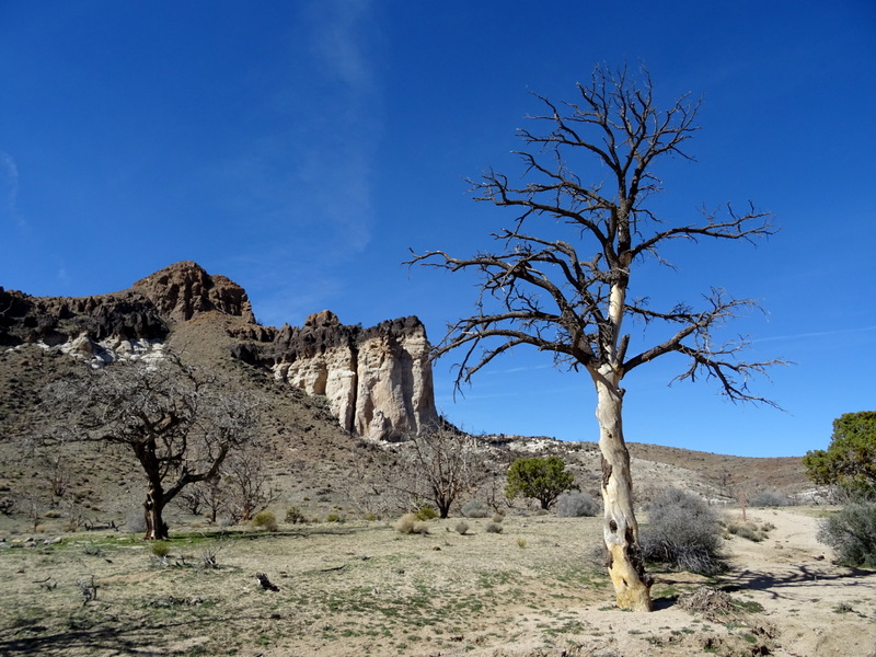 Mojave National Preserve