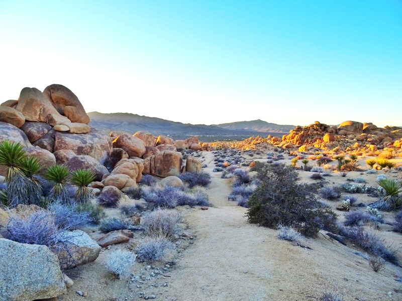 Joshua Tree Boondocking