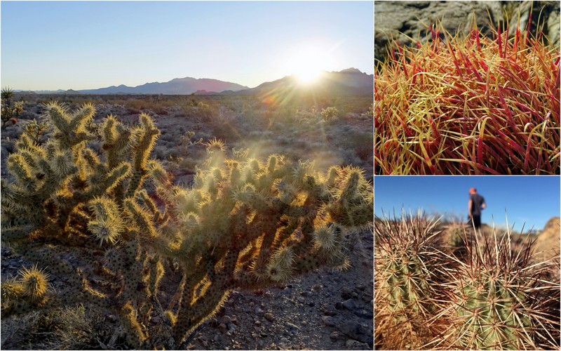 Mojave National Preserve