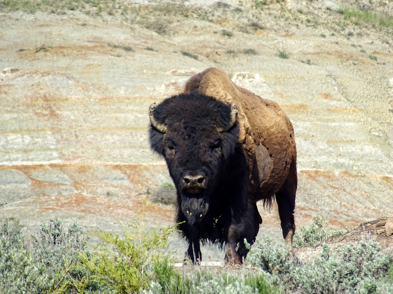 Theodore Roosevelt National Park