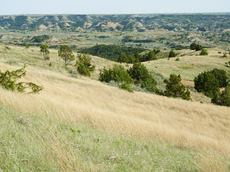 Theodore Roosevelt National Park