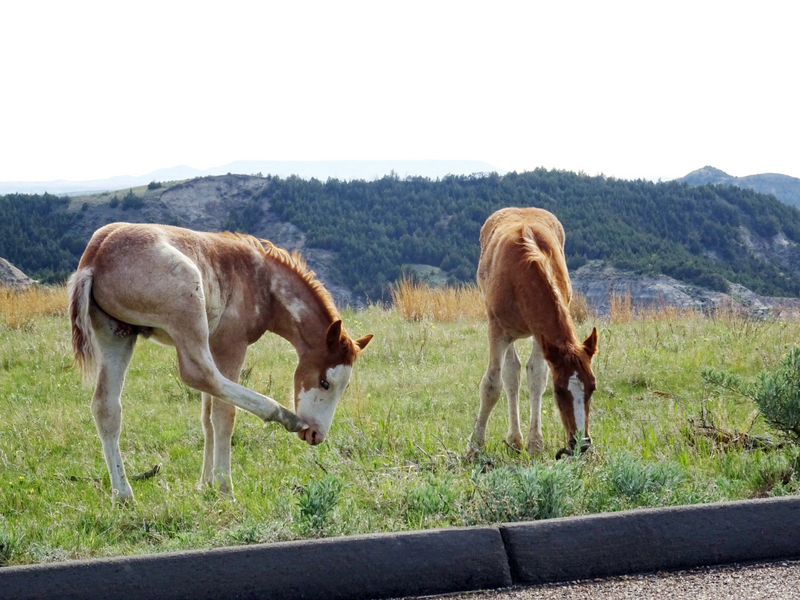 Theodore Roosevelt National Park