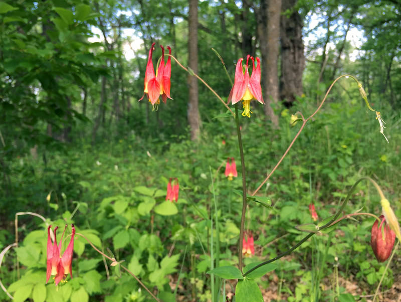 Buffalo River State Park