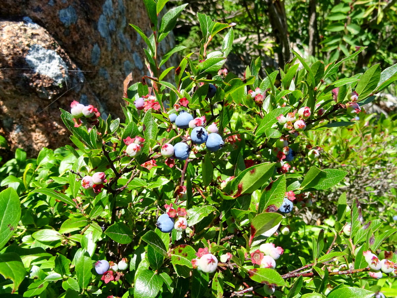 Blueberries on the trail