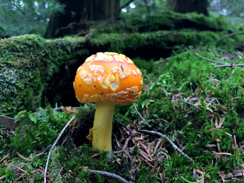 Vermont Forest