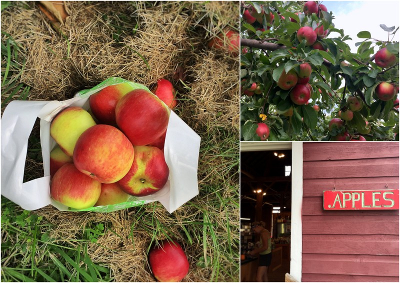 Chamberlin Orchards, Vermont