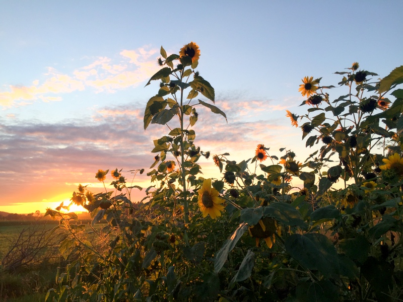 Sunflower Sunset