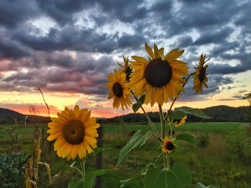 Sunflowers at sunset