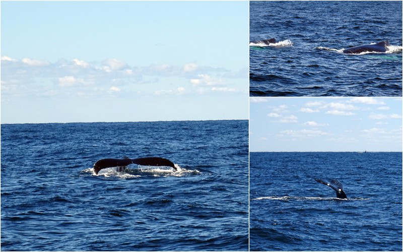 Cape Cod Whale Watching