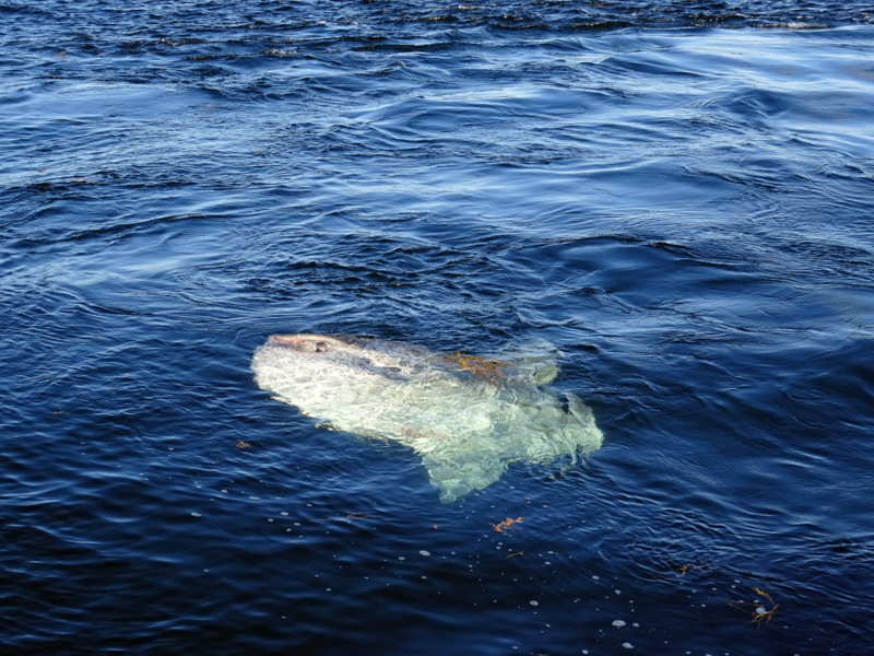 Cape Cod Whale Watching