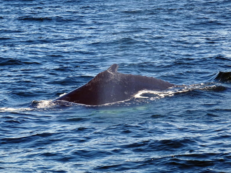 Cape Cod Whale Watching