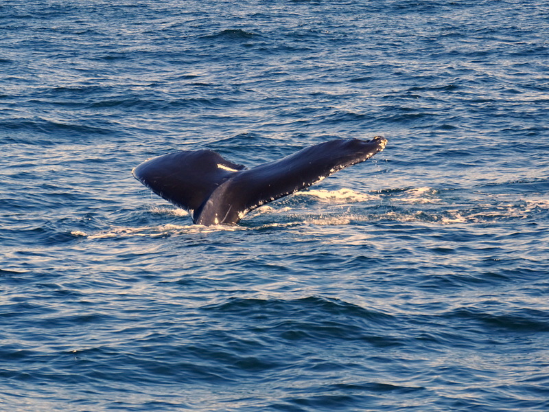 Cape Cod Whale Watching