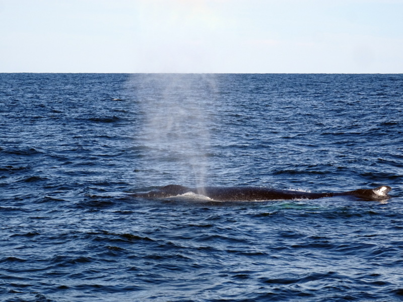 Cape Cod Whale Watching