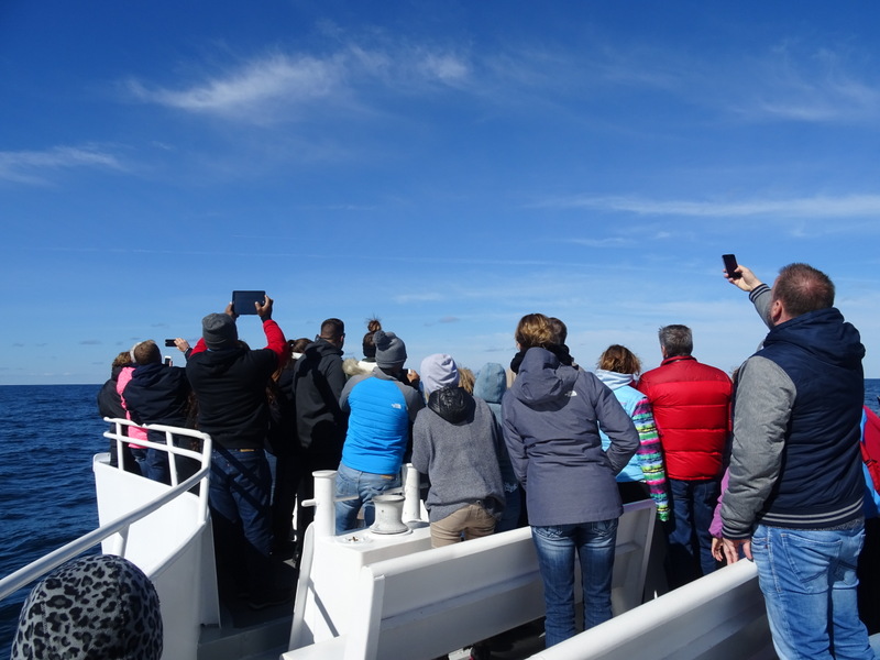 Cape Cod Whale Watching