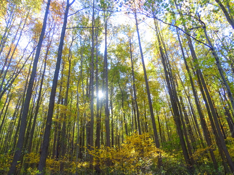 Lums Pond State Park